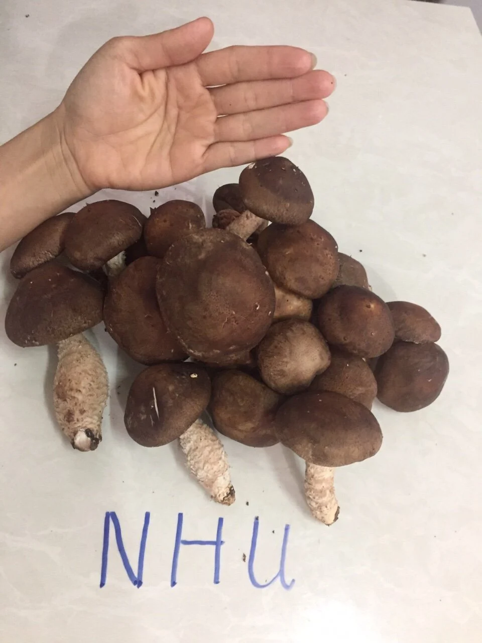 Organic Dried Shiitake Mushroom Dried Food High Quality Shiitake