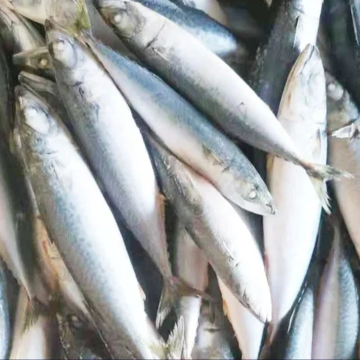 优质海冻新鲜海鲜太平洋鲭鱼 Buy 鲭鱼 太平洋鲭鱼 冷冻hilsa的鱼product On Alibaba Com