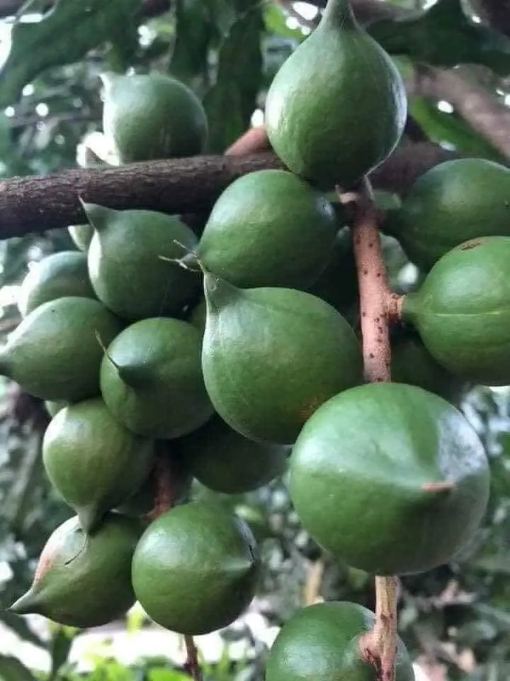 Премиум оптовая продажа орехов макадамии