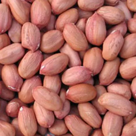Red Peanut,blanched Peanut Kernels,Bold PeanutsBlanched Peanuts Java Peanuts/ Raw Peanuts Kernel / Raw Peanut in Shell
