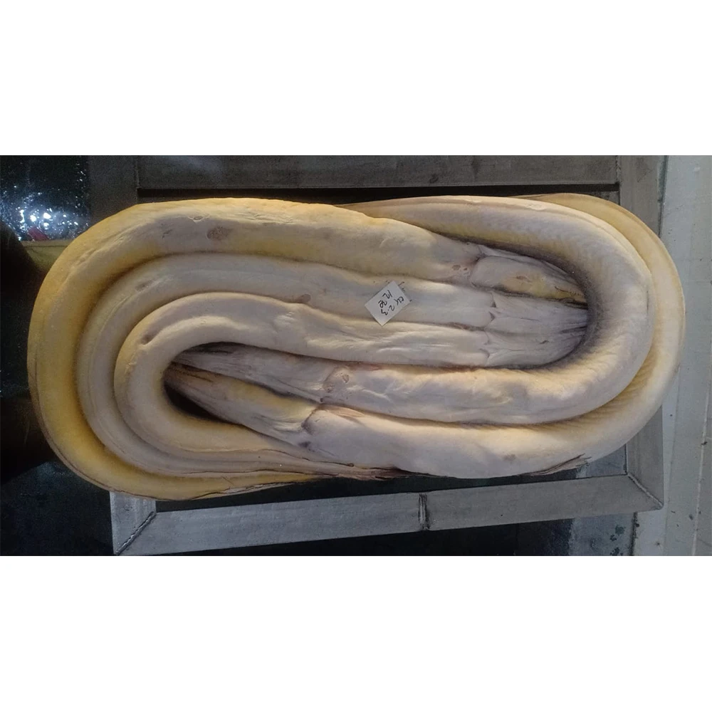 frozen conger eel indonesia high quality