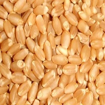 Organic 100% Wheat Grain and Wheat Flour wheat seeds and flour