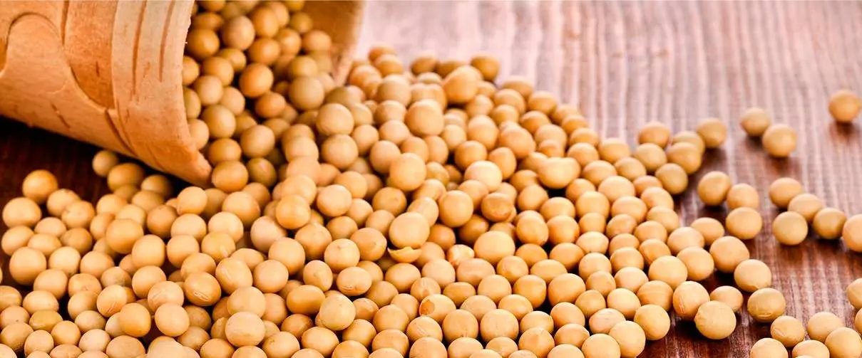 Non Gmo High Grade Good Quality Soy Beans Raw Soybean Grain In Bags