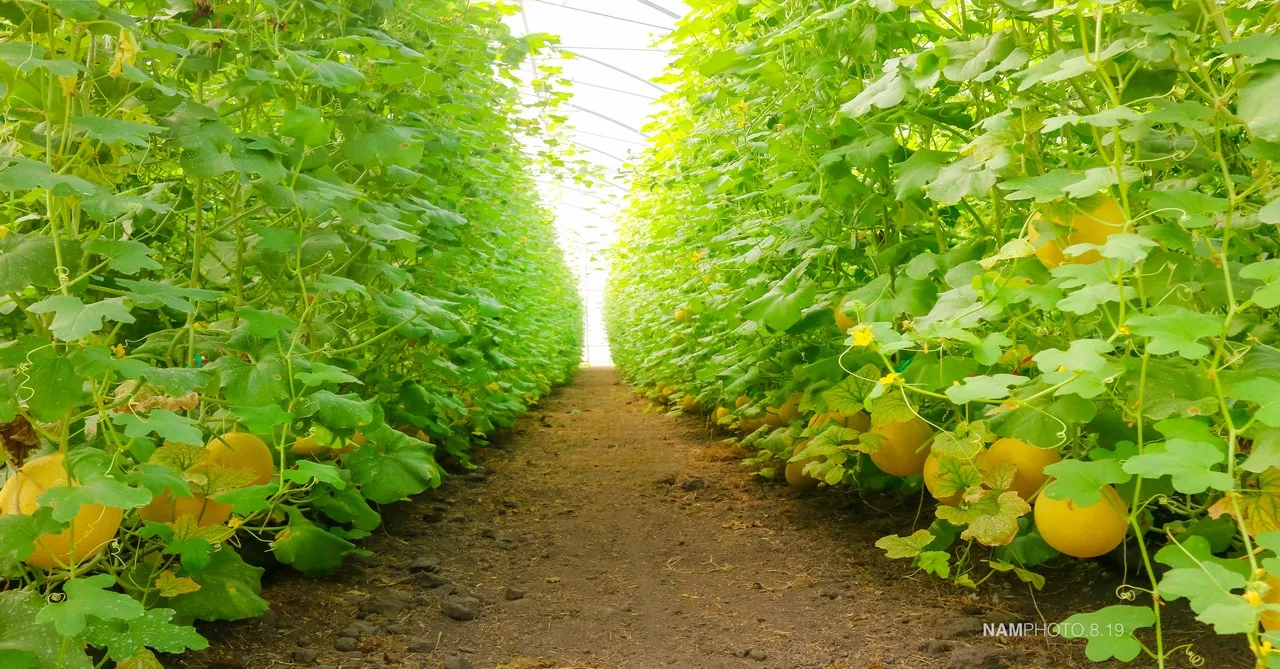 Свежая японская Дыня мускусной дыни из Unifarm Вьетнам
