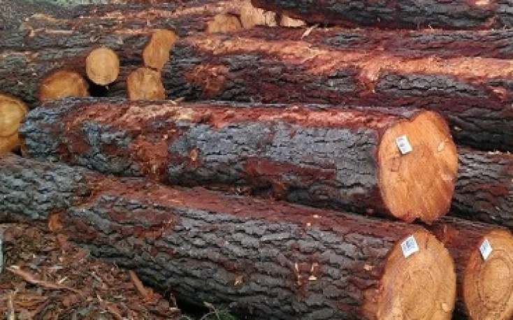 AUSTRALIAN PINUS RADIATA LOGS (RADIATA PINE LOGS) KI' GRADE(WOOD in the ROUGH,NOT SAWN) Radiata Pine Lumber From South America