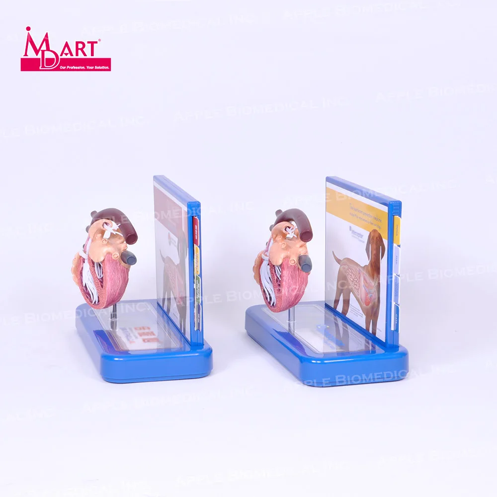 
 Ветеринарная модель для лечения сердечных заболеваний с паразитами и здоровым сердцем  