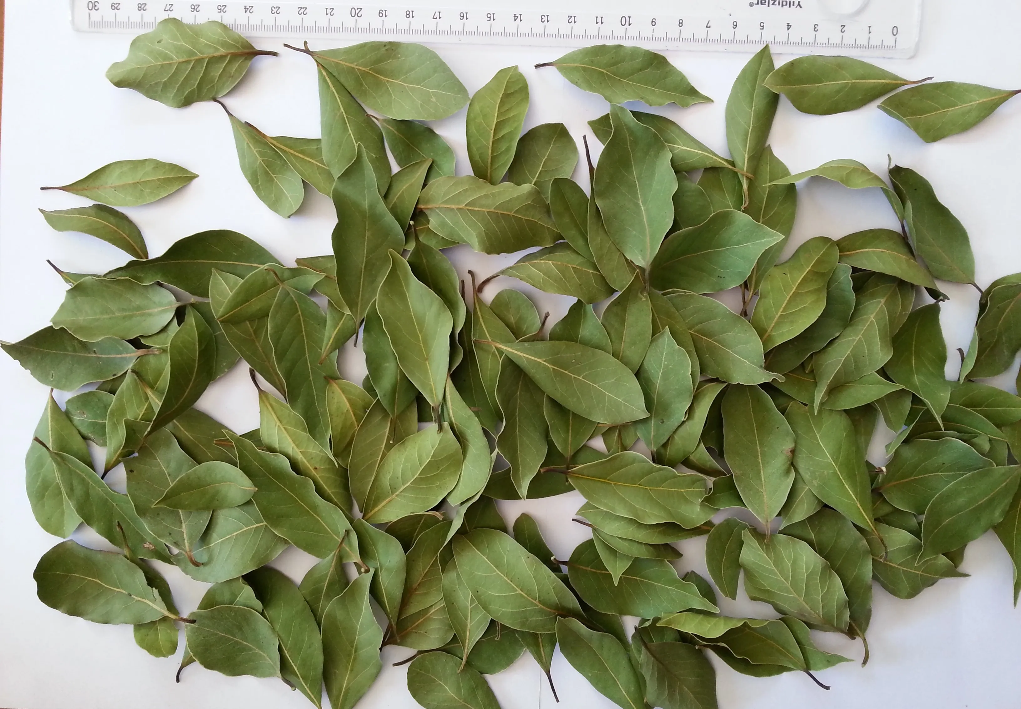 Topseller Turkish Origin Laurel Leaves,Bay Leaf ( Laurus Nobilis