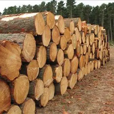 AUSTRALIAN PINUS RADIATA LOGS (RADIATA PINE LOGS) KI' GRADE(WOOD in the ROUGH,NOT SAWN) Radiata Pine Lumber From South America