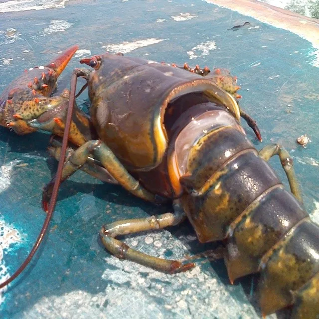 LOBSTERS ALIVE (2).jpg