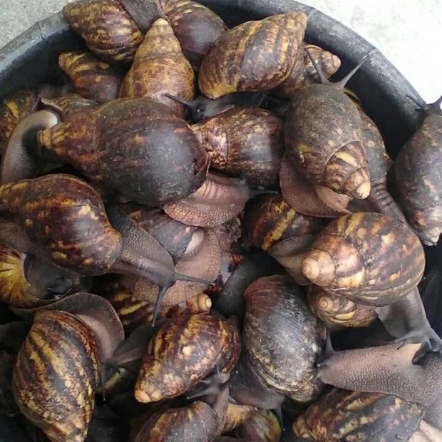 Giant African Land Snails For Sale High Quality Edible Snails Frozen Dried Fresh Snails For Sale Buy Frozen Snail Meat Live Snails Snail Farming Product On Alibaba Com