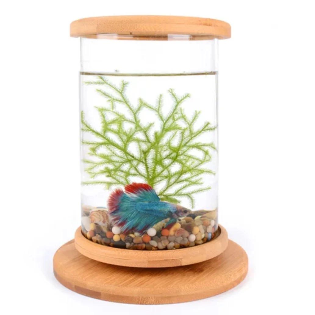 betta fish accessories