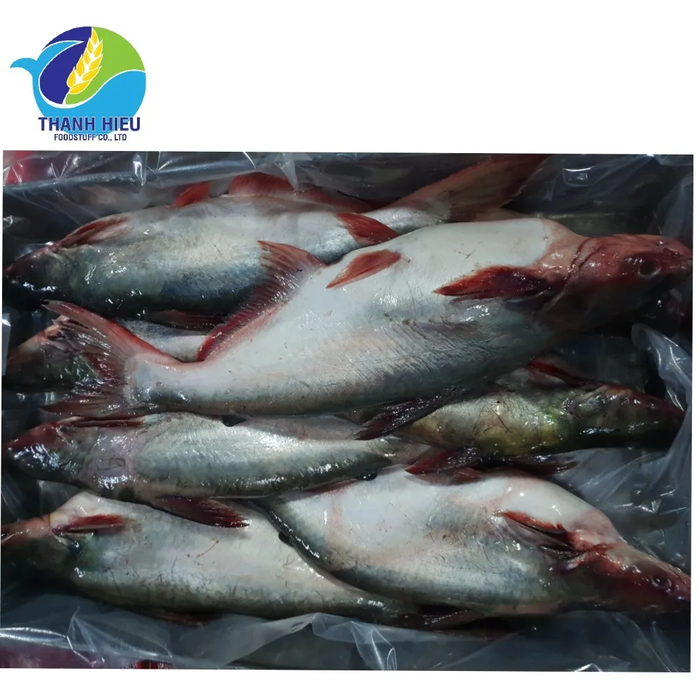 Frozen Pangasius Basa Fish Vietnam Manufacturer With Very Competitive Price Buy Pangasius Hypophthalmus Basa Fish Dory Fish Product On Alibaba Com