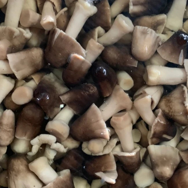 STRAW MUSHROOM IN BRINE WITH COMPETITIVE PRICE IN VIETNAM