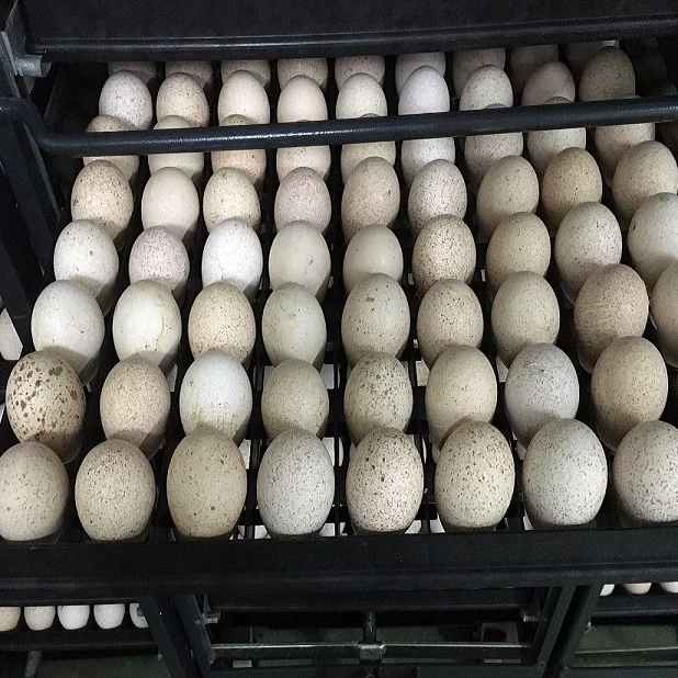 Live Turkey eggs for sale in Europe best breed