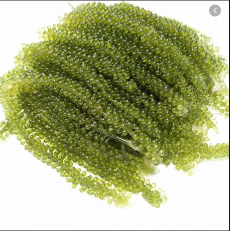 海のブドウはどんな味がしますか それらについて知っておくべきことすべて Whatsapp Jolene 84 Buy 海ブドウ グリーンキャビア脱水海ブドウ海ブドウ海ブドウ海藻海ブドウ格安卸売 海ブドウグリーンキャビア海藻umibudo 海ブドウ Product On Alibaba Com