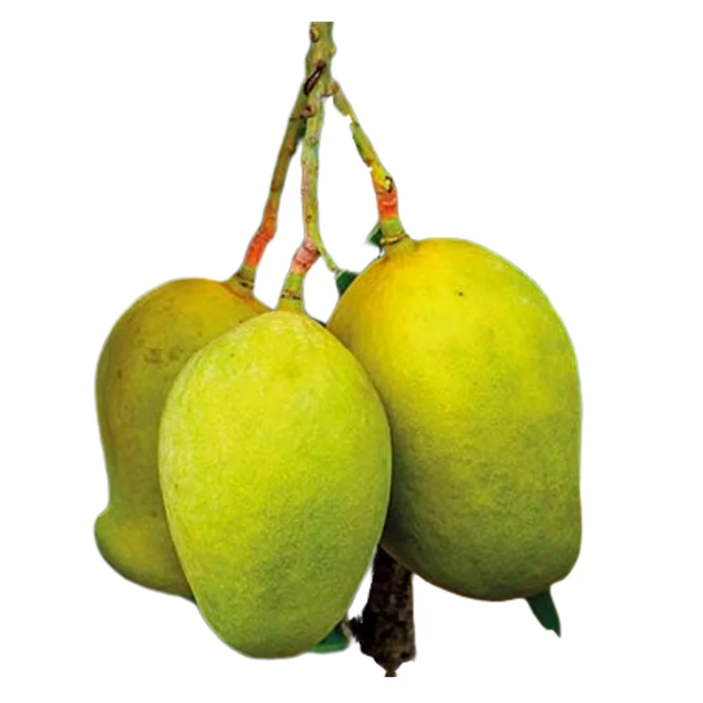 Sri Lanka Tjc Mango Buy Fresh Mango Sri Lanka Mango Tjc Mango Product On Alibaba Com