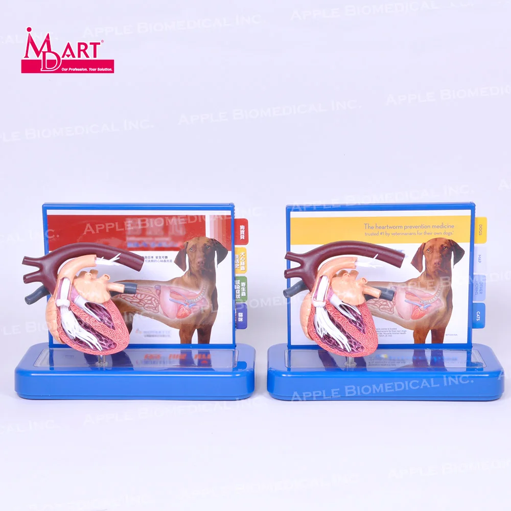 
 Ветеринарная модель для лечения сердечных заболеваний с паразитами и здоровым сердцем  