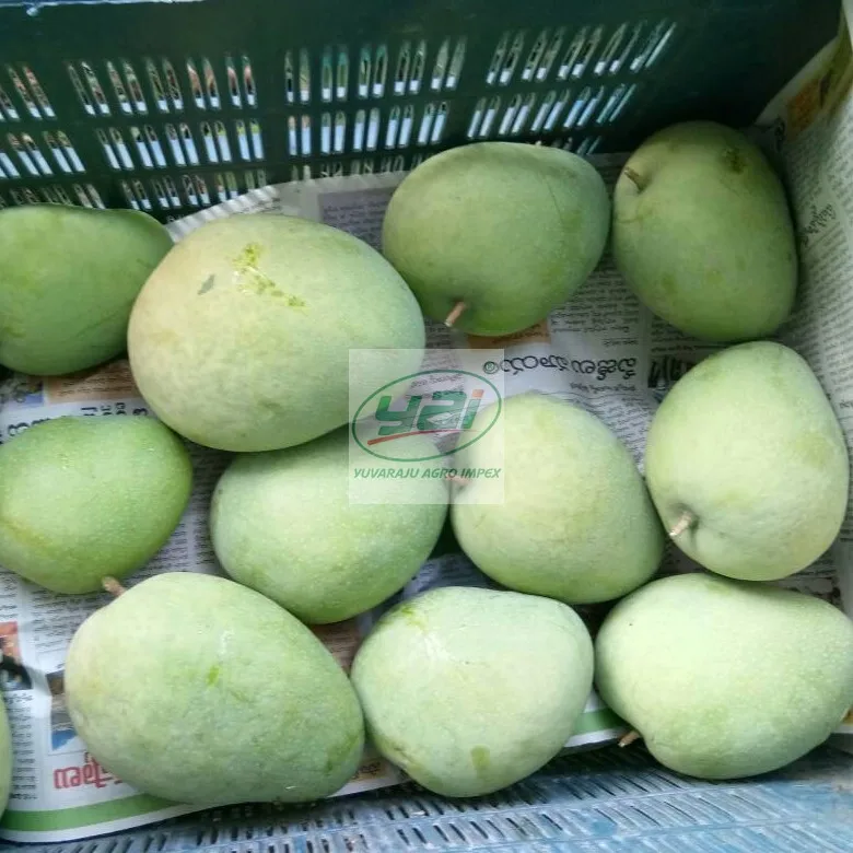 Fresh Natural High Quality Banganapalli Mango Export From India To