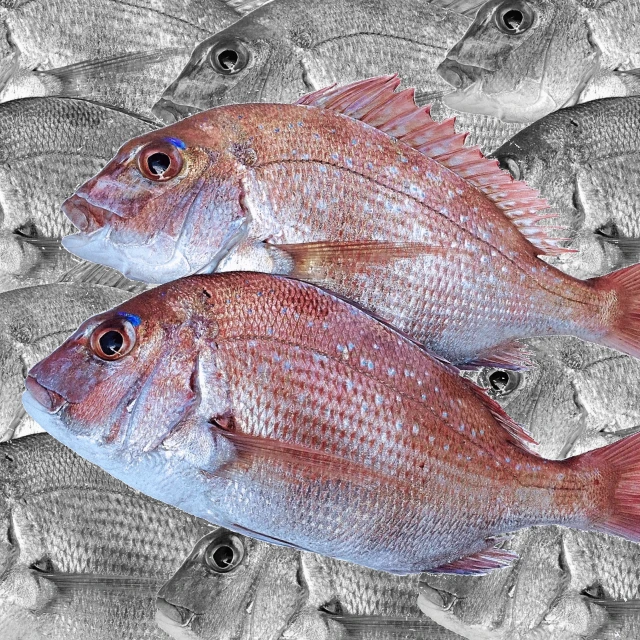 Fresh Grouper Fish Fresh Brown Grouper/frozen Grey Fresh Tomato Grouper