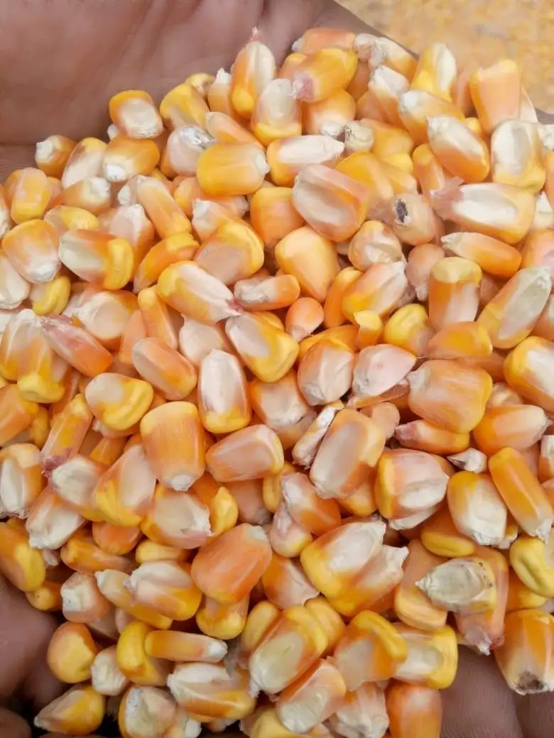 Высококачественная Желтая Кукуруза высшего качества/белая кукуруза для потребления людей/животных
