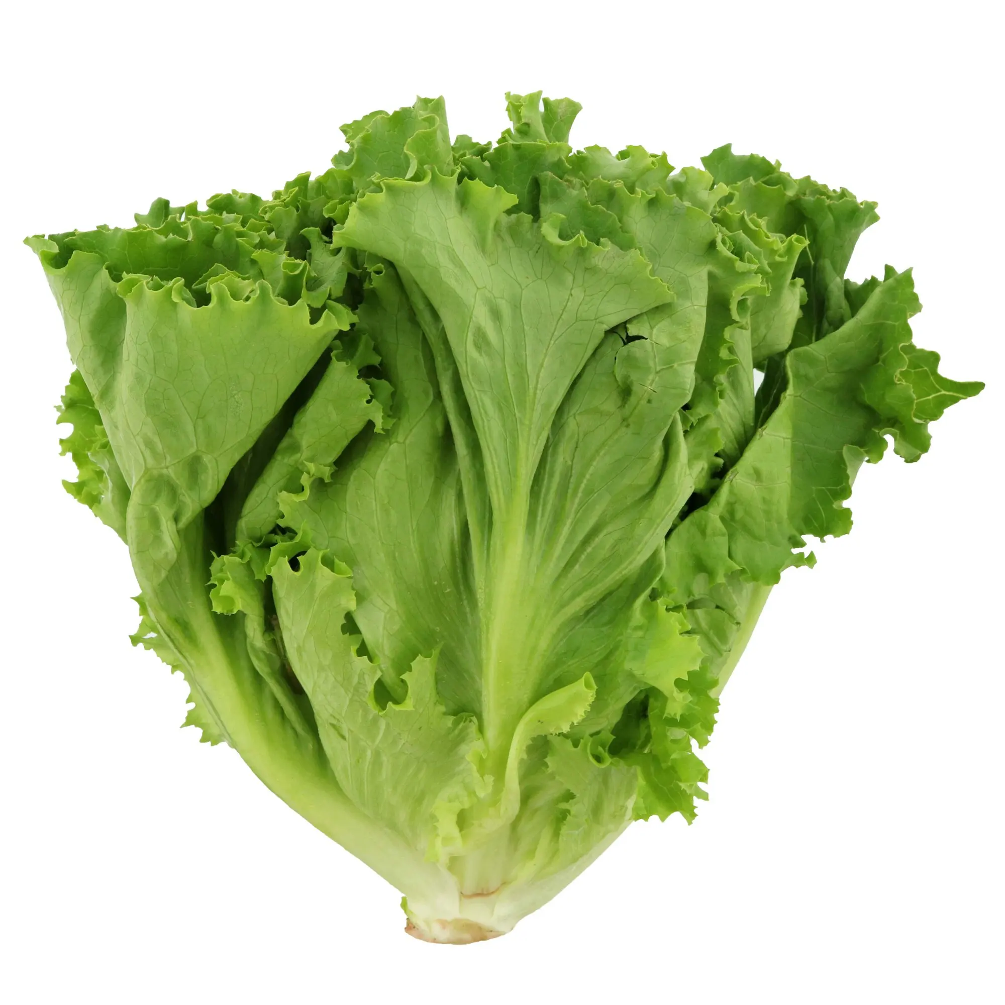 fresh salad iceberg lettuce / wholesale fresh iceberg lettuce