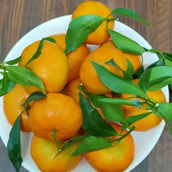 Vietnam Mandarin Orange (tangerine) Fresh Fruit- Premium,High Quality ...