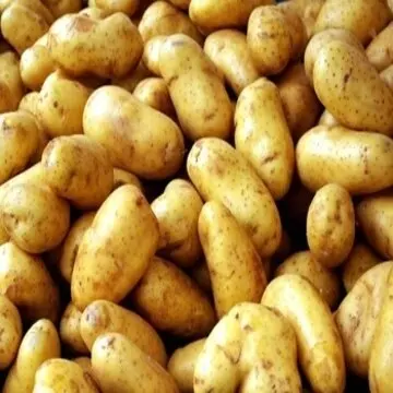 Fresh Potatoes For Sale Buy Fresh Potato Tornado Canned Whole Peeled Potatoes Fresh Peeled Potatoes Product On Alibaba Com