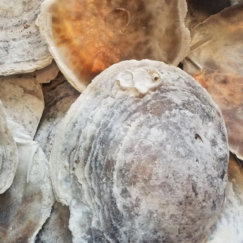Capiz Shell: The Amazing Windowpane Oyster