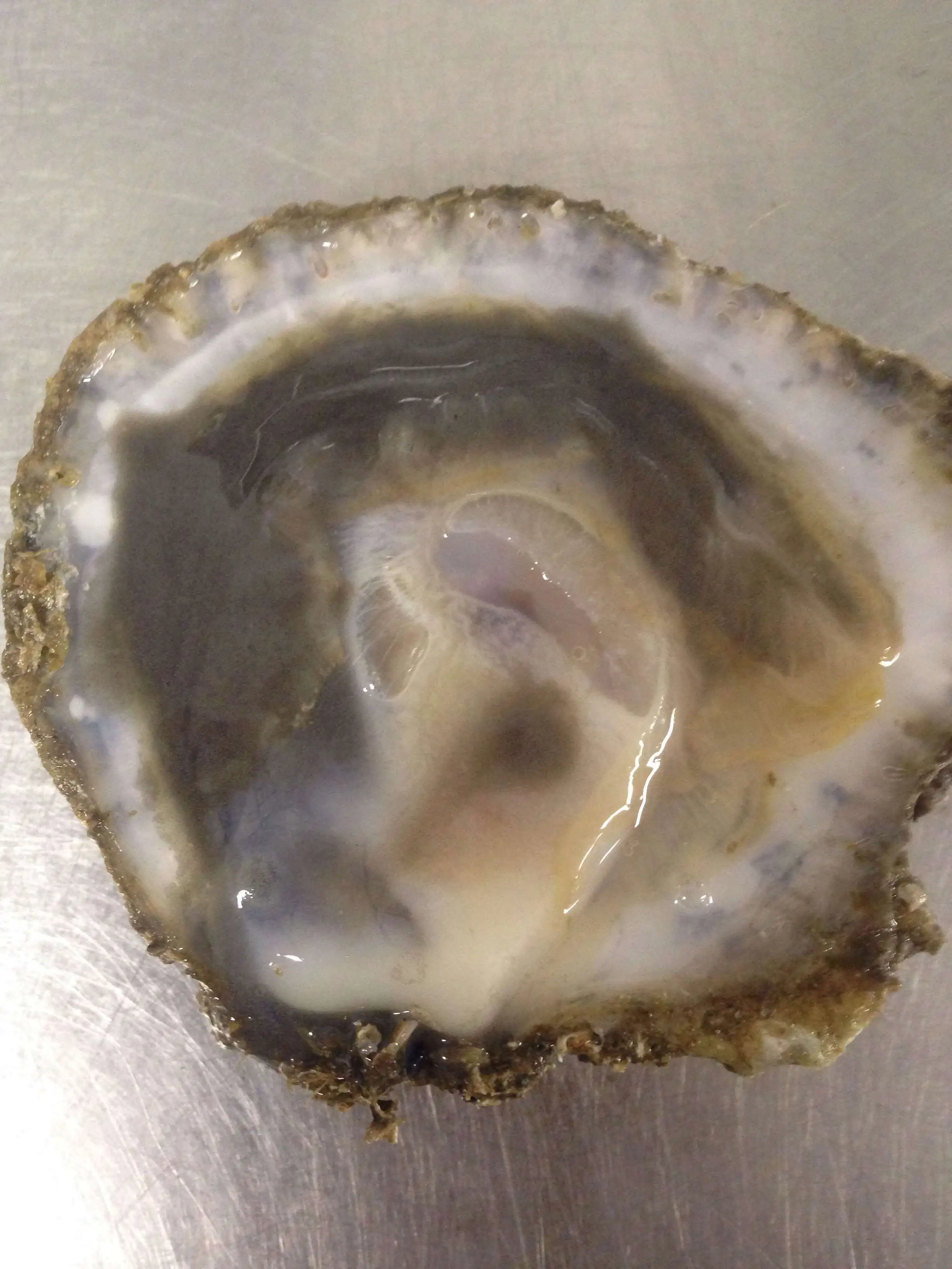 Fresh Live Oysters Buy Oem/odm Oyster With Wholesale Seafood Vietnam