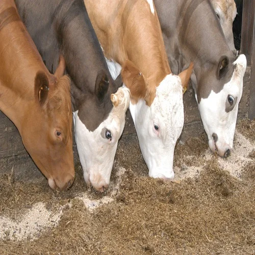 SUPPLIERS of ANIMAL FEED and MEAL PKE/PKC MADE in INDONESIA HALAL CERTIFICATE, PALM OIL CAKE to Samsun TURKEY CHICKEN,COW,GOAT