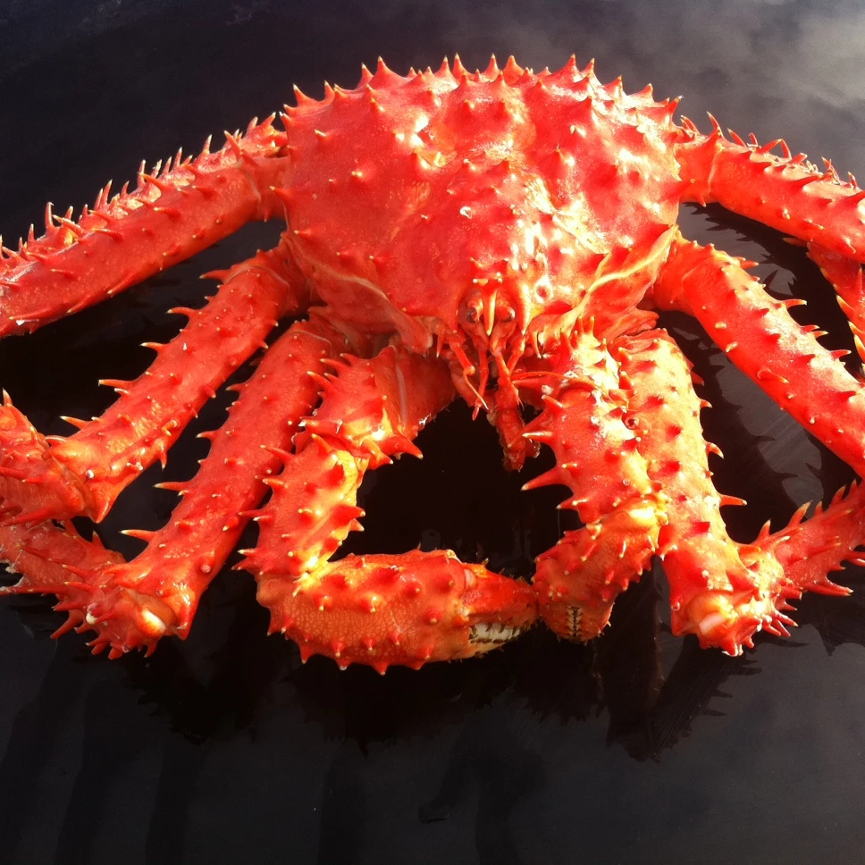 الاحمر السلطعون Red Lobster