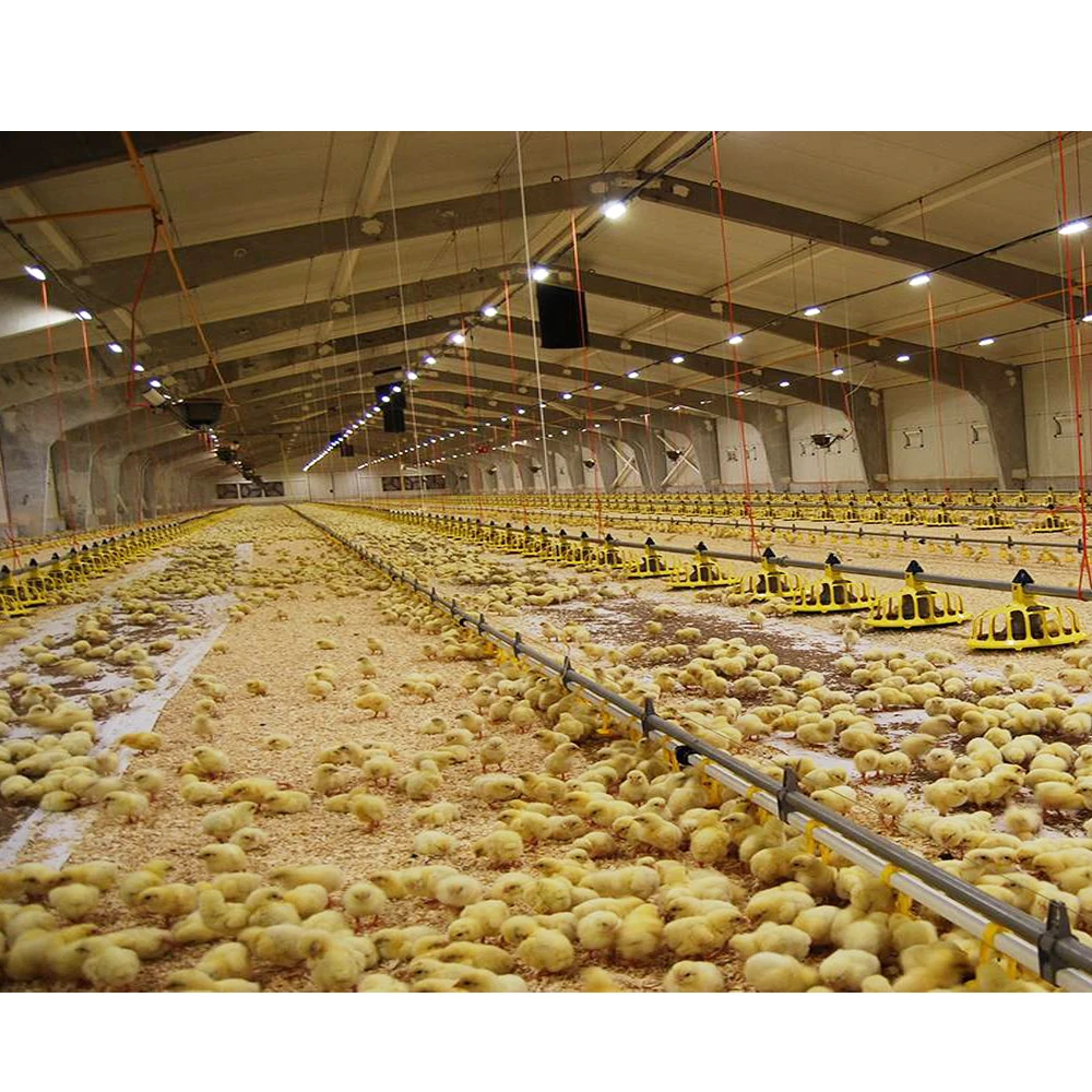 Chicken Farm Building Semi Control Shed Chicken House Quail Butchery Open Sided Poultry House