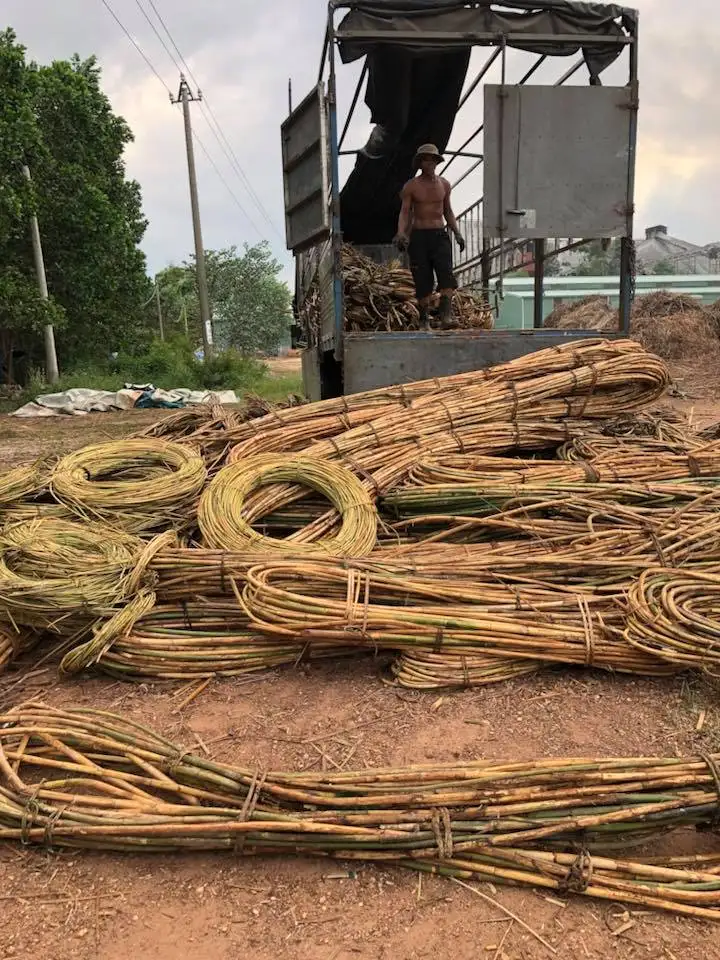 Vietnam Natural Malacca Rattan Canes / Rattan Poles Raw Material For Rattan Furniture Buy