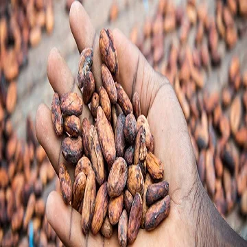 africa dried cocoa beans cheap price high quality organic ready