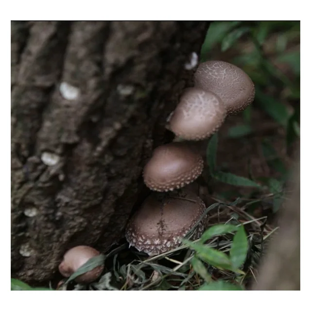 [SMH-45] Корея свежие сушеных грибов шиитаке hyanko из