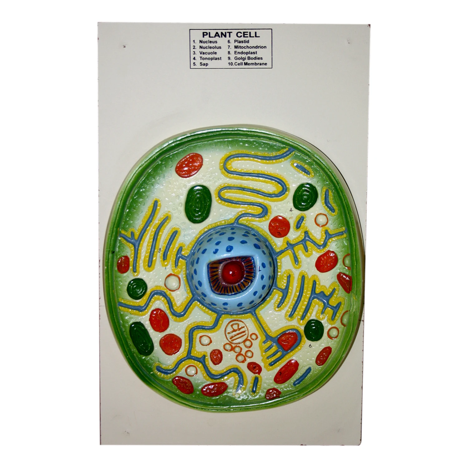 Typical Plant Cell Model Hot Selling Biological Botany Plastics Model  Students A Three Dimensions View Of A Plant Cell Radical - Buy Typical Plant  Cell Plastic Animal Cell Model Best Quality Botany