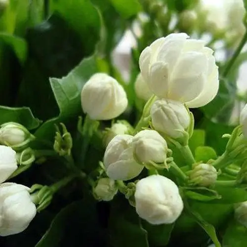 Indian Jasmine Flower Exporters Buy Indian Flower Garland Indian Fresh Flower Garlands Indian Flower String Product On Alibaba Com