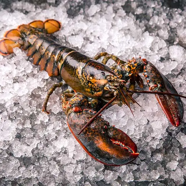 LOBSTERS ALIVE (1).jpg