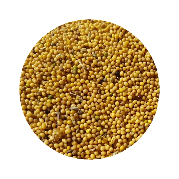 seeds black yellow white mustard for sale - buy mustard seed oil