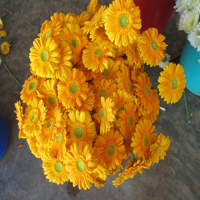 Fresh Gerbera Flower Manufacturers / Suppliers In India Buy Fresh Cut Gerbera Flowers