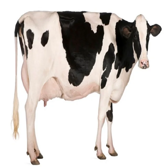 Buy Pregnant Holstein Heifers Cattle