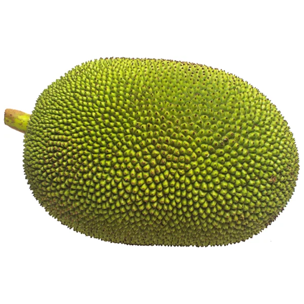 hot sale young jackfruit in brine young jackfrui