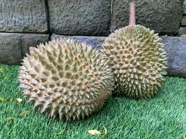 Палочка для мороженого мороженое премиум класса Musang King из свежих дурийских фруктов D197 80