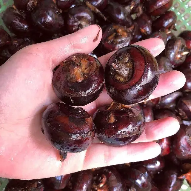 Fresh Water Chestnut For Sale From Vietnam,Contcat 0084963818434 Buy Water Chestnut Vietnamese