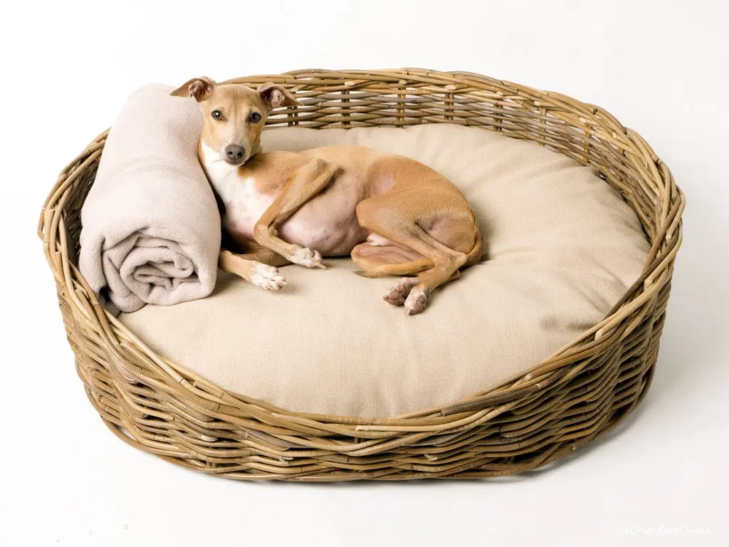 cane dog basket