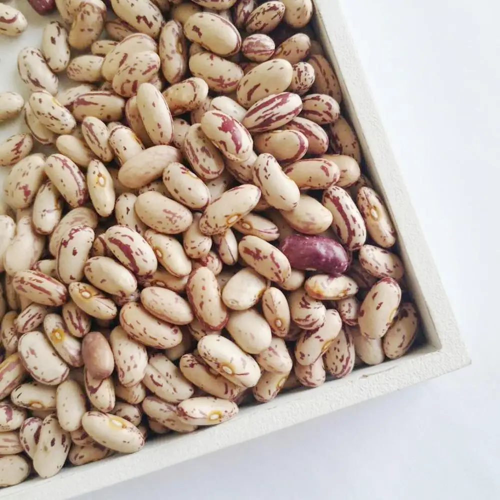 sugar beans in south africa/ light speckled kidney