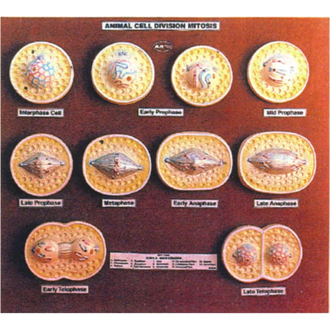 Animal Cell Division Mitosis A Set Of 10 Models Mounted On Wooden Board  Using Cardboard Wooden Base Paper Electronic - Buy Animal Cell Division  Mitosis A Set Of 10 Models Mounted On