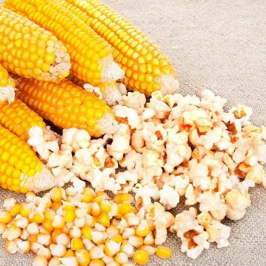 Dried Pop Corn Maize/popcorn Maize 
