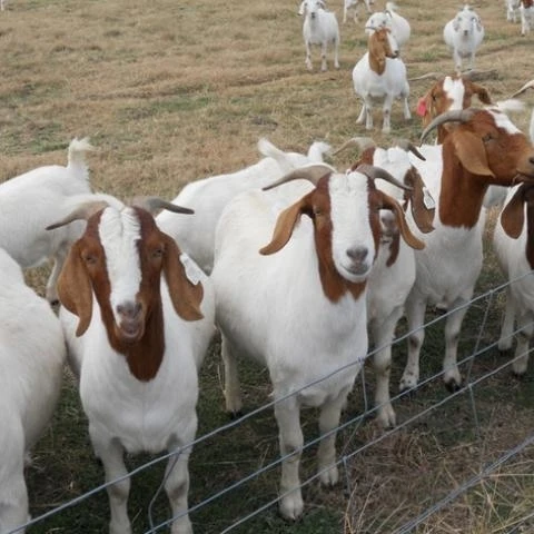 Здоровые бурские козы/живые бурские козы доступны для продажи