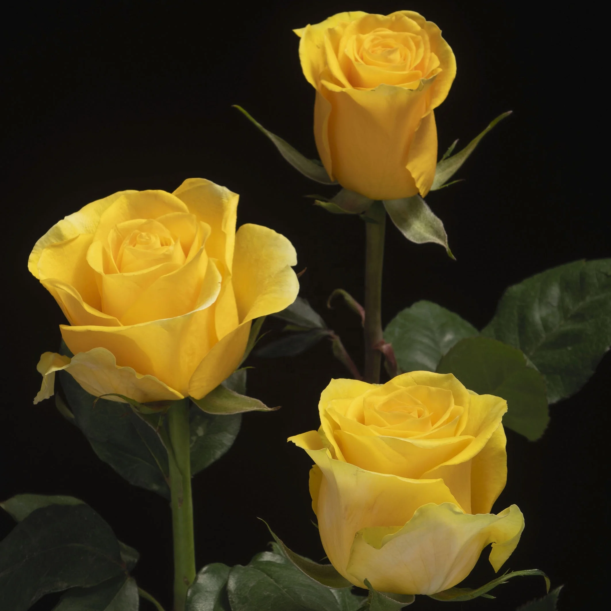 バラの品種brighton直接エクアドル農場新鮮な長い茎の花結婚式の卸売 Buy 新鮮なカットバラ エクアドルローズ グリーンローズ Product On Alibaba Com